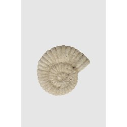 ARTE - Ammonit - Sand