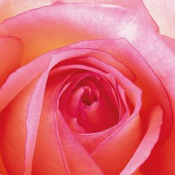 PPD - Servietten - Rose 33 x 33 cm
